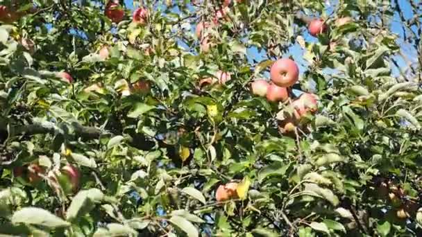 Frutos Maduros Manzana Malus Pumila Creciendo Jardín Video Manojo Manzanas — Vídeo de stock