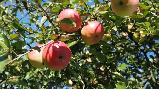 Reife Apfelfrüchte Malus Pumila Wachsen Garten Video Ein Bündel Frischer — Stockvideo