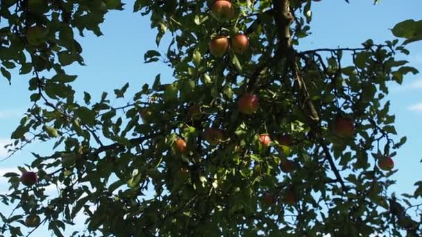 Video Nun Bahçesinde Yetişen Olgun Elma Meyveleri Malus Pumila Bir — Stok video