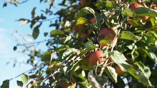 Reife Apfelfrüchte Malus Pumila Wachsen Garten Video Ein Bündel Frischer — Stockvideo