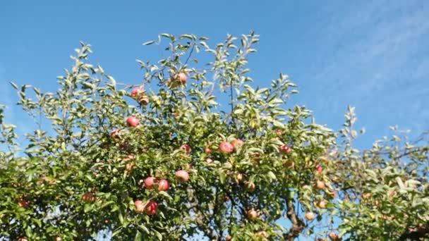 Mogna Äppelfrukter Malus Pumila Som Växer Trädgården Video Ett Gäng — Stockvideo