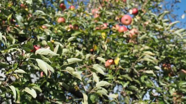 Video Nun Bahçesinde Yetişen Olgun Elma Meyveleri Malus Pumila Bir — Stok video