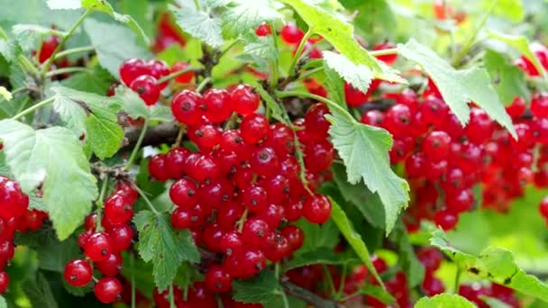 Ripe Red Currants Ribes Rubrum Homemade Garden Video Fresh Bunch — Stock Video