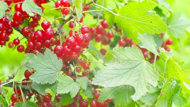 Video Daki Yapımı Bahçede Olgun Kırmızı Frenk Üzümü Ribes Rubrum — Stok video