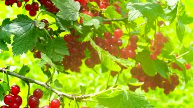 4K VIDEO 'daki ev yapımı bahçede olgun kırmızı frenk üzümü (Ribes rubrum). Çiftlikteki dallarda yetişen taze meyveler. Yakın plan. Organik tarım, sağlıklı yiyecekler, BIO videoları, doğa konseptine dönüş..