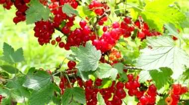 4K VIDEO 'daki ev yapımı bahçede olgun kırmızı frenk üzümü (Ribes rubrum). Çiftlikteki dallarda yetişen taze meyveler. Yakın plan. Organik tarım, sağlıklı yiyecekler, BIO videoları, doğa konseptine dönüş..