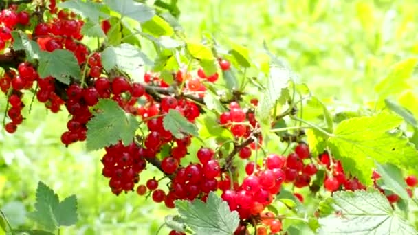 Reife Rote Johannisbeeren Ribes Rubrum Hausgemachten Garten Video Frische Trauben — Stockvideo