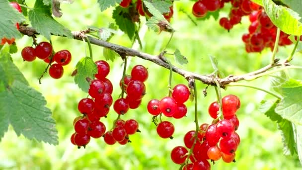 Video自制花园的成熟红醋栗 Ribes Rubrum 在农场的树枝上生长着新鲜的天然水果 有机耕作 健康食品 生物安全倡议 回到自然概念 — 图库视频影像