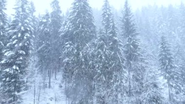 Tipi - 4K VIDEO 'daki Şiddetli Kar Fırtınası detayları. Rüzgarda düşen kar taneleri. Düşük alan derinliği ve arka planda bulanık çam ağaçları. Yakın plan..