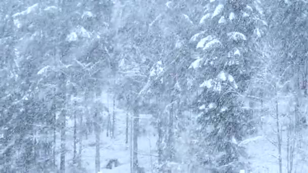 Blizzard Heavy Snow Storm Detalle Video Copos Nieve Salvajes Cayendo — Vídeos de Stock