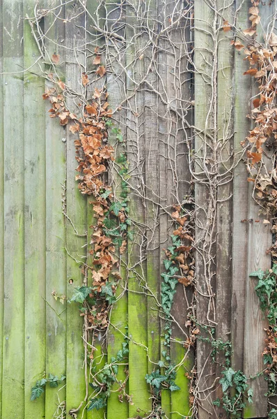 古いアイビー隠された緑の木製のフェンスのテクスチャ 苔むした板や爪を持つ古い英語のテクスチャ垂直木の壁の表面の背景パターン — ストック写真