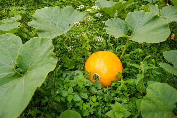 Dojrzała Pomarańczowa Dynia Rosnąca Domowym Ogrodzie Świeża Głowa Dyni Mnóstwem — Zdjęcie stockowe