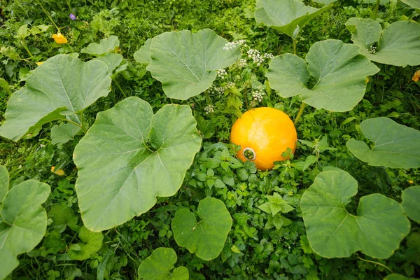 Dojrzała Pomarańczowa Dynia Rosnąca Domowym Ogrodzie Świeża Głowa Dyni Mnóstwem — Zdjęcie stockowe