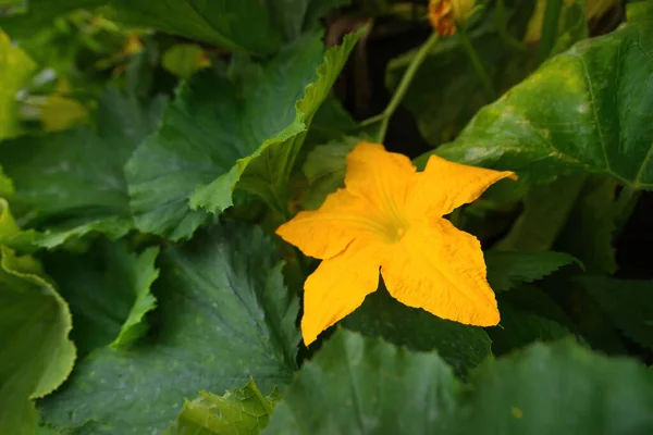 Piękny Żółty Pomarańczowy Kwiat Kwitnącej Dyni Szczegóły Dyni Kwiecie Ogrodzie — Zdjęcie stockowe