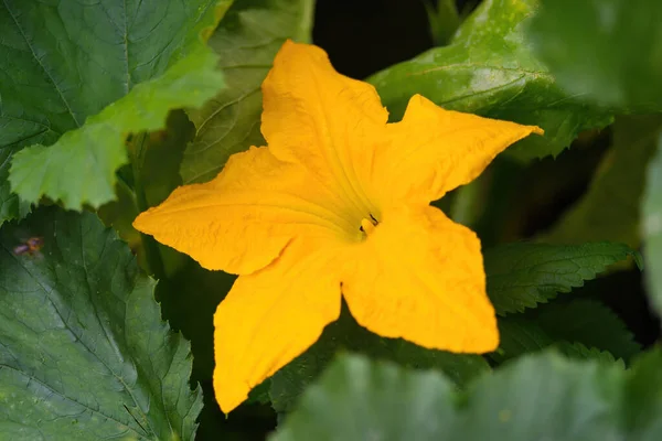 Piękny Żółty Pomarańczowy Kwiat Kwitnącej Dyni Szczegóły Dyni Kwiecie Ogrodzie — Zdjęcie stockowe