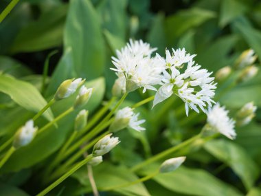Ramson 'un güzel beyaz çiçekleri. Ev yapımı bahçede yabani sarımsak (Allium ursinum) bitkisi. Yakın plan. Organik tarım, sağlıklı yiyecekler, BIO videoları, doğa konseptine dönüş..