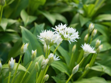 Ramson 'un güzel beyaz çiçekleri. Ev yapımı bahçede yabani sarımsak (Allium ursinum) bitkisi. Yakın plan. Organik tarım, sağlıklı yiyecekler, BIO videoları, doğa konseptine dönüş..