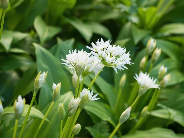 Belas Flores Brancas Florescentes Ramson Alho Selvagem Allium Ursinum Planta — Fotografia de Stock