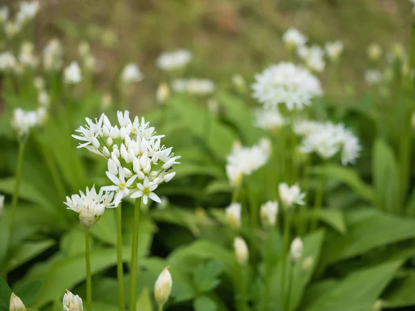 Belas Flores Brancas Florescentes Ramson Alho Selvagem Allium Ursinum Planta — Fotografia de Stock