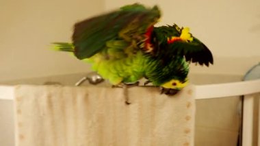 Turkuaz renkli Amazon papağanı (Amazona aestiva) 4K VIDEO 'daki banyoda duş almaktadır. Yeşil evcil kuş, el pompasından püskürtülmüş su damlalarında yıkanır..
