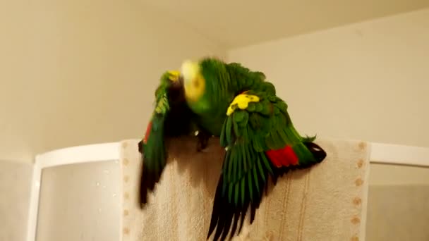 Turkoois Fronted Amazone Papegaai Amazona Aestiva Geniet Van Douche Badkamer — Stockvideo