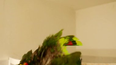 Turkuaz renkli Amazon papağanı (Amazona aestiva) 4K VIDEO 'daki banyoda duş almaktadır. Yeşil evcil kuş, el pompasından püskürtülmüş su damlalarında yıkanır..
