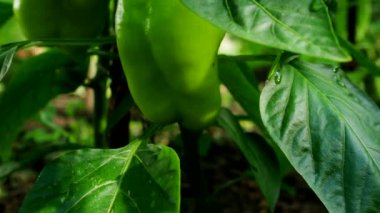 4K VIDEO 'da ev yapımı serada yetişen olgun biber bitkisi. Sebze bahçesindeki dalda taze yeşil kırmızı biber. Organik tarım, sağlıklı yiyecekler, BIO videoları, doğa konseptine dönüş..