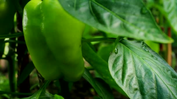 4Kビデオで自家製温室で成長している熟したコショウの植物 野菜の庭で枝に緑の自然のパプリカの新鮮な束 有機農業 健康食品 Bioの流行 自然概念に戻る — ストック動画