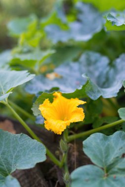 Güzel sarı - çiçek açan balkabağı portakalı. Yapraklarla çevrili ev yapımı bahçede çiçek açan kabak bitkisinin ayrıntıları. Organik tarım, sağlıklı yiyecekler, BIO videoları, doğa konseptine dönüş..