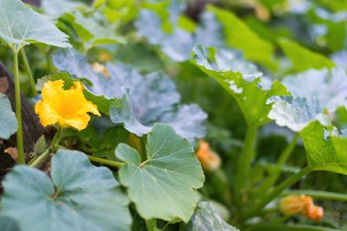 Güzel sarı - çiçek açan balkabağı portakalı. Yapraklarla çevrili ev yapımı bahçede çiçek açan kabak bitkisinin ayrıntıları. Organik tarım, sağlıklı yiyecekler, BIO videoları, doğa konseptine dönüş..