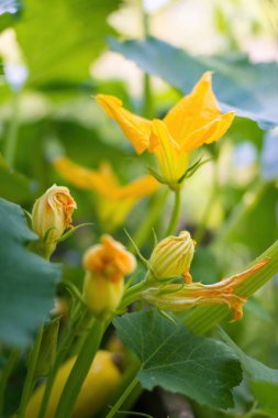 Sarı - turuncu, çiçek açan balkabağı çiçeği. Ev yapımı bahçede çiçek açan su kabağının ayrıntıları. Kapatın. Organik tarım, sağlıklı yiyecekler, BIO videoları, doğa konseptine dönüş..