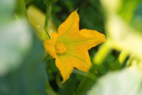 Piękny Żółty Pomarańczowy Kwiat Kwitnącej Dyni Makro Szczegó Dyni Kwiecie — Zdjęcie stockowe