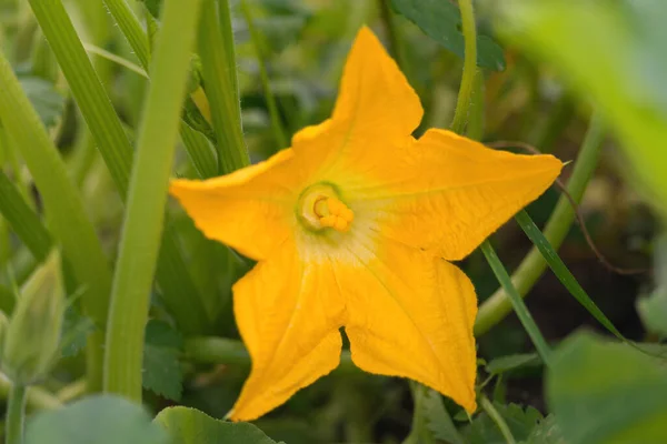 Vacker Gul Orange Blomma Blommande Pumpa Makro Detalj Gourd Blom — Stockfoto