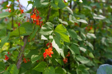 Fasulyenin kırmızı ve beyaz çiçekleri (Phaseolus coccineus) ev yapımı bahçedeki yeşil bitkilerin üzerinde çiçek açarlar. Yakın plan. Organik tarım, sağlıklı yiyecekler, BIO videoları, doğa konseptine dönüş..