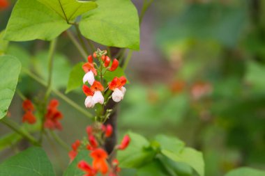 Kırmızı ve beyaz fasulye çiçekleri (Phaseolus coccineus) ev yapımı bahçedeki yeşil bitkiler üzerinde çiçek açıyor. Makro yakın plan. Organik tarım, sağlıklı yiyecekler, BIO videoları, doğa konseptine dönüş..