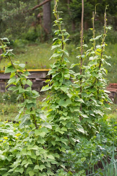 Semillas Frijoles Riñón Creciendo Granja Parche Plantas Verdes Frijol Riñón —  Fotos de Stock