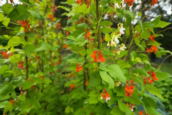 Flores Vermelhas Brancas Feijão Phaseolus Coccineus Florescendo Plantas Verdes Jardim — Fotografia de Stock