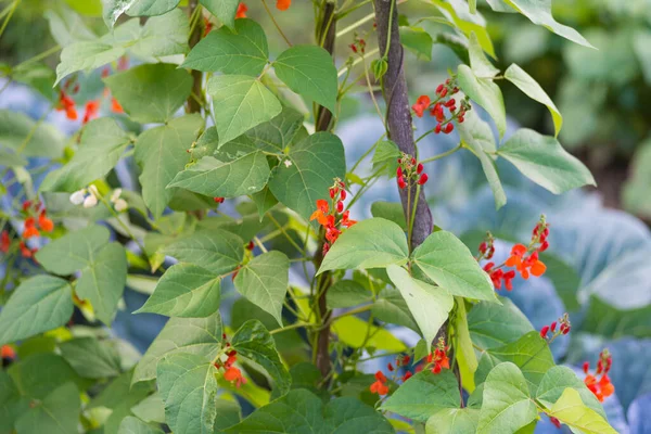 Fasulyenin Kırmızı Beyaz Çiçekleri Phaseolus Coccineus Yapımı Bahçedeki Yeşil Bitkilerin — Stok fotoğraf