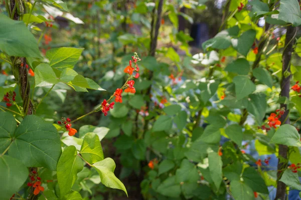 Fasulyenin Kırmızı Beyaz Çiçekleri Phaseolus Coccineus Yapımı Bahçedeki Yeşil Bitkilerin — Stok fotoğraf
