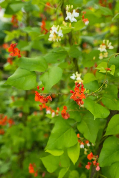 Red White Flowers Kidney Bean Phaseolus Coccineus Blooming Green Plants — Stock Photo, Image