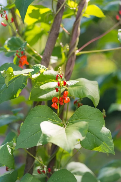 Fasulyenin Kırmızı Beyaz Çiçekleri Phaseolus Coccineus Yapımı Bahçedeki Yeşil Bitkilerin — Stok fotoğraf