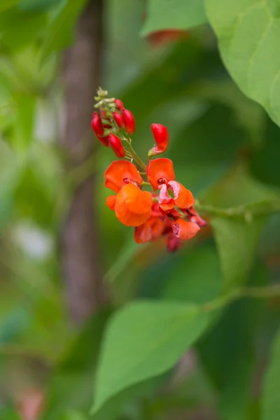 自家製の庭にある緑の植物に咲く腎臓豆 Paseolus Cocinus の赤い花の詳細 マクロクローズアップ 有機農業 健康食品 Bioの流行 自然概念に戻る — ストック写真