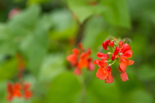 Detalhe Flores Vermelhas Feijão Phaseolus Coccineus Florescendo Plantas Verdes Jardim — Fotografia de Stock