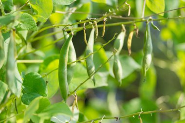 Çiftlikte büyüyen yeşil fasulye tohumları. Ev yapımı bahçede olgunlaşan bir sürü kayısı bitkisi (Phaseolus vulgaris) olan çalılar. Organik tarım, sağlıklı yiyecekler, BIO videoları, doğa konseptine dönüş..
