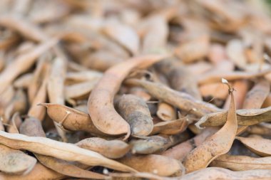 Hurdaya çıkmış taze fasulye kabukları. Doğal arka plan olarak kuru ham kayısı bitkisi (Phaseolus vulgaris) yığını. Organik tarım, sağlıklı yiyecekler, BIO videoları, doğa konseptine dönüş..