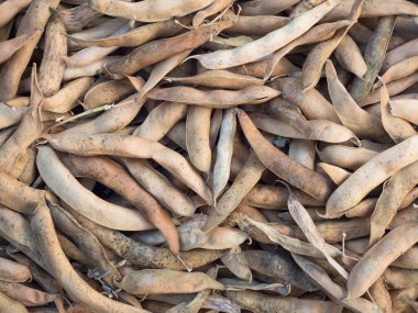 Hurdaya çıkmış taze fasulye kabukları. Doğal arka plan olarak kuru ham kayısı bitkisi (Phaseolus vulgaris) yığını. Organik tarım, sağlıklı yiyecekler, BIO videoları, doğa konseptine dönüş..