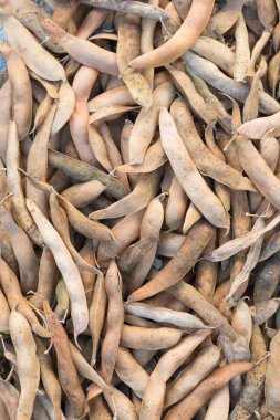 Hurdaya çıkmış taze fasulye kabukları. Doğal arka plan olarak kuru ham kayısı bitkisi (Phaseolus vulgaris) yığını. Organik tarım, sağlıklı yiyecekler, BIO videoları, doğa konseptine dönüş..