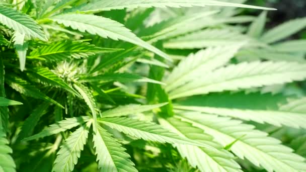 Reife Cannabispflanze Hanf Video Blühende Weibliche Marihuana Blüten Und Blätter — Stockvideo