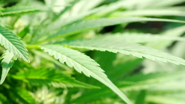 Reife Cannabispflanze Hanf Video Blühende Weibliche Marihuana Blüten Und Blätter — Stockvideo