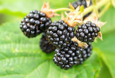 Bahçedeki doğal taze böğürtlenler. Bir grup olgun böğürtlen meyvesi - Rubus fruticosus - çiftlikte yeşil yapraklı bitki dalında. Organik tarım, sağlıklı yiyecekler, BIO virüsleri..